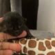 Free cats