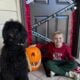 2 yr old Bernedoodle For Sale to Good Home