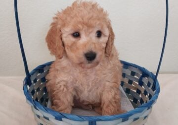 Ambie