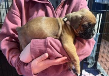 Puppies for sale