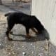 6 month old Rottweiler puppy original