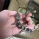 Deformed baby snow leopard gecko