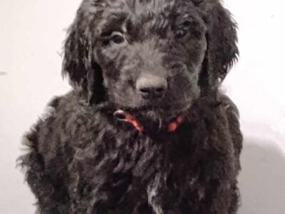 Standard F1 goldendoodles