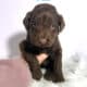 F1b Red and Chocolate Labradoodles