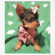 Yorkie Female Macomb, Michigan