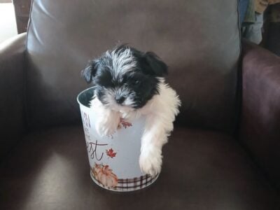 Tea cup Shih tzu