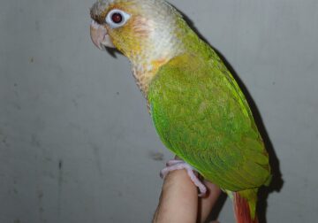 Tame Bird
