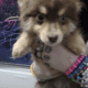 Pomsky X Toy Australian Shepherd mix puppies