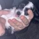 Pepper – Chinese Crested Powderpuff