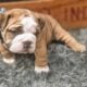 AKC registered-Top Quality-English bulldog pups