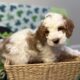Mini Tri-Color Parti Poodle Puppies 15-20 lbs
