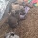 Cute pit pups