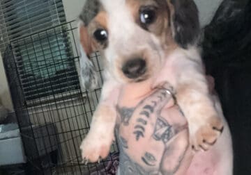 Mini Dachshund