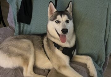 Need to rehome this sweet boy.