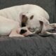 Purebred boxer needs good home