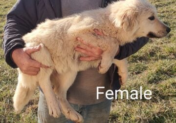 Great Pyrenees/Anatolian Shepard