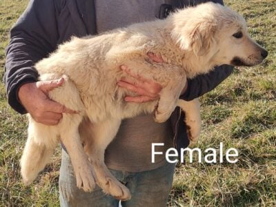 Great Pyrenees/Anatolian Shepard