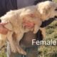 Great Pyrenees/Anatolian Shepard