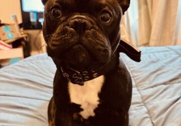 2 year old male French bulldog