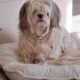 Havanese