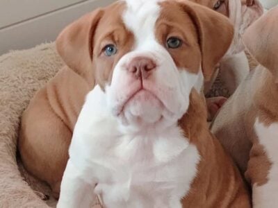 Olde English Bulldogge
