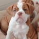 Olde English Bulldogge