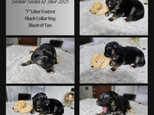 AKC German Shepherd Puppies