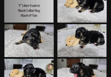 AKC German Shepherd Puppies