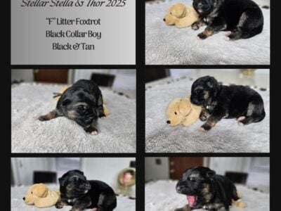 AKC German Shepherd Puppies