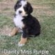 Adorable Bernese Mountain Puppies