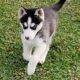 AKC Registered Siberian Husky Pups