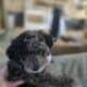F1B Mini Aussiedoodle