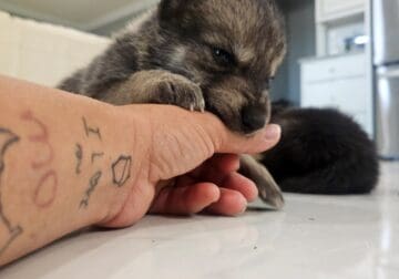 Mid content wolfdog puppies