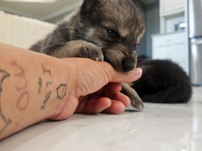 Mid content wolfdog puppies