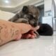 Mid content wolfdog puppies