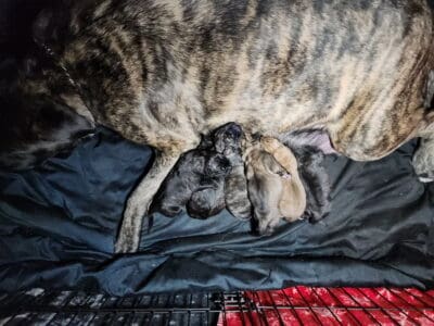 English Mastiff Puppy