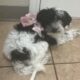 Pepper – Chinese Crested Powderpuff