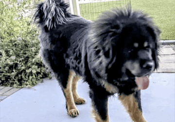 Tibetan Mastiff puppies