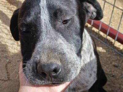 Puppies – Catahoula/Rhodesian Ridgeback Mix