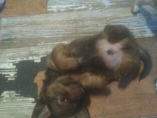 Chiweenie