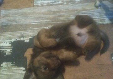 Chiweenie