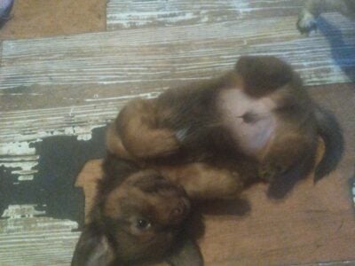 Chiweenie