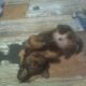 Chiweenie