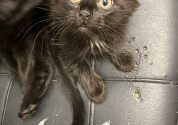 Sweet and Lovable Kittens