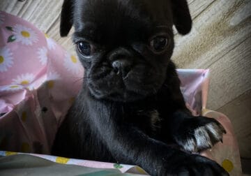Mini pug puppies!