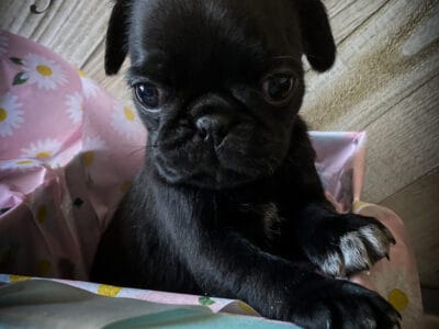 Mini pug puppies!