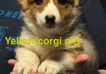 Corgi puppies