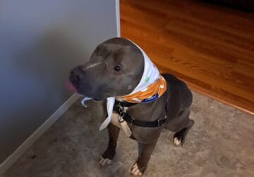 Sweet boy to good home