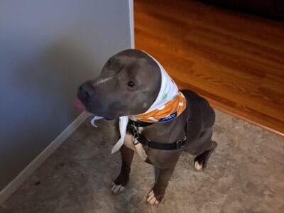 Sweet boy to good home