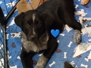 Mixed Breed Puppies